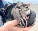 Hands hold a small pouch with two sugar gliders inside.
