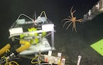 ROV Jason smoothly pulls a spider crab from its hiding place on top of the seismometer.
