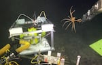 Jason, the name of the machine, smoothly pulls the spider crab from his hiding place on top of the seismometer.