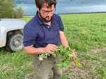 A farmer holds a radish. Behind him is a truck.