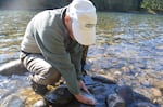 The Green River is a gene bank river, which means it's important for the survival of wild steelhead.