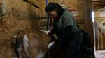A Black female veterinarian performs an exam on a goat.