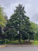 The University of Oregon "Moon Tree" is a Douglas-fir. As seen on May 5, 2026, it stands on 13th Street, at the northeast corner of the EMU building.