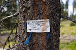 A marker indicating the boundary of a logging unit from five years ago in the Northern Cascades.