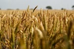 OSU and the USDA say they've confirmed wheat growing in eastern Oregon was genetically modified. That's lead to concerns that consumers in Asia and Europe won't want to buy wheat from the region