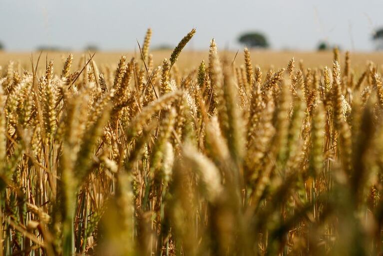 OSU and the USDA say they've confirmed wheat growing in eastern Oregon was genetically modified. That's lead to concerns that consumers in Asia and Europe won't want to buy wheat from the region