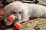 Bradley and Lamb Chop (IYKYK). Bradley loves toys and dislikes deer. Bradley's human is Avery Keatley, a former production assistant for Morning Edition.