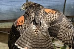 Red tailed hawk with wing tag
