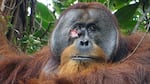 Researchers in a rainforest in Indonesia spotted an injury on the face of a male orangutan they named Rakus. They were stunned to watch him treat his wound with a medicinal plant.