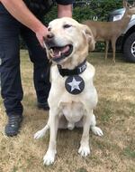 K-9 Buck, of the Oregon State Police's Fish & Wildlife Division, is the first dog in the state to be part of anti-poaching operations. Since he started in 2020, another K-9 dog named Scout has joined OSPFW.