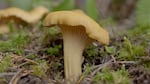 A golden mushroom growing in moss and duff.