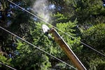 Consumers Power Inc.’s crew uses a Jarraff tree trimmer to trim back branches that pose a risk to their company’s power lines in Blodgett, Ore., July 23, 2025. 
