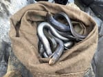 Lampreys, harvested from the Willamette River near Oregon City, Ore., in during the annual lamprey harvest in 2017.