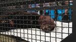 A black bear spotted running through a Northeast Portland neighborhood early Wednesday morning was tranquilized and captured. 