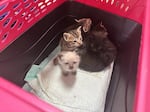 The litter of kittens that Atkins picked up from a property earlier that day, Aug. 2, 2026