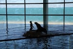 A sea lion performs with a trainer at the Shedd Aquarium in Chicago.