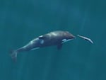 A young resident killer whale chases a chinook salmon in the Salish Sea near San Juan Island, Washington, in September 2017.