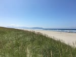 Beachgrass in the foreground with an ocean beach and headlands in the distance.