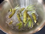 Fresh wasabi rhizome grown on the Oregon Coast on display at the first annual WasabiFest.