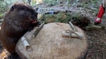 Filbert the beaver, aka Stumptown Fil, predicts six more weeks of winter for Portland at the Oregon Zoo in Portland, Ore., on Feb. 2, 2025.