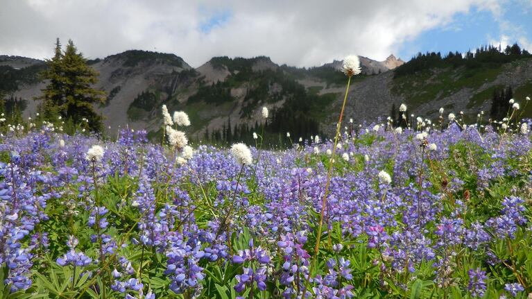 Wildflowers at the foot of the Goat Rocks, the remains of an ancient and now extinct volcano in the Goat Rocks Wilderness of Washington's Cascades.