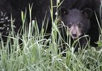 There have been at least 19 recorded black bear attacks since the 1970s.