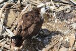 An osprey stands over its chick in a nest cluttered with leather construction gloves.
