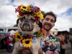 Jack Rising and pug Brisket, dressed as the May Queen from the film "Midsommar," pose for a portrait at the Pugapalooza event in Portland, Ore., on Aug. 29, 2026. The pair were finalists in the Prettiest Pug Pageant. 