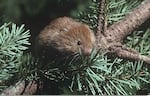 A red tree vole sits in a conifer tree.
