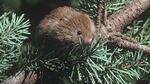 A red tree vole sits in a conifer tree.
