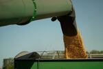 In this photo, yellow corn grain falls from a chute and into a green grain wagon. In the background is the light blue sky.