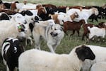 Livestock protection dogs have different characters. Some like to do their jobs from the middle of the herd. Others prefer to roam outside the heard in search of predators.