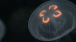 Better known as jellyfish, sea jellies are elegant in their simplicity. They have no eyes, ears, or brain. They never sleep. The glowing shapes are their gonads.