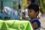 Two-year old Sevauhn Hicks-McConville, a Yakama citizen with Warm Springs descent, watched closely as sturgeon of various ages swim in a fish tank.