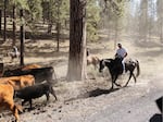 Kaden Wiberg is a ranchhand at the Roth family ranch in central Oregon. He was one of the first people to spot a dead and mutilated cow in September 2019.