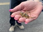 April Aamodt holds a Mormon cricket in her hand in Blalock Canyon near Arlington, Ore., on Friday, June 17, 2022. Aamodt is involved in local outreach for Mormon cricket surveying.