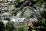 A stream rushes through the forest near the North Fork Trail of the Bull Run Watershed, July 16, 2024. The watershed is surrounded by temperate rainforest, which acts as a natural filtration system. 