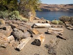 A scattering of petrified ginkgo trees near Vantage, Wash., in 2017. Logs from the once-living forest were entombed by the lava flow that now bears its name. 