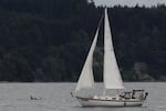 Southern Resident orcas are visible from aboard the FRS Clipper Wildlife & Whale Watching Tour departing from downtown Seattle on June 29, 2026.