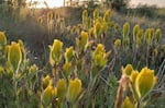 The golden paintbrush, a bright yellow flower found in Oregon and Washington, no longer needs federal protections.