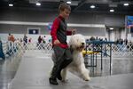 A young handler and an old English sheepdog take their turn to run around the arena. The Rose City Classic Dog Show was held at the Portland Metropolitan Exposition Center Jan. 15-19, 2020.