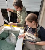 Klamath Tribes Fisheries Technicians Jazzy Jackson and Charlie Wright, right, transfer C'waam and Koptu at the Tribes' Ambodat fish rearing facility.