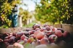 Red Delicious apples wait to be hauled out of a Cowiche, Wash., orchard by workers during harvest. Red Delicious growers have been under pressure lately with one of their top export markets — India — mostly shut down because of high tariffs.