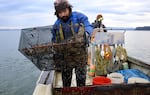 Fisherman Djomar Hora examines a trap used to capture invasive European green crabs just outside the Port of Peninsula harbor in Nahcotta, Wash.