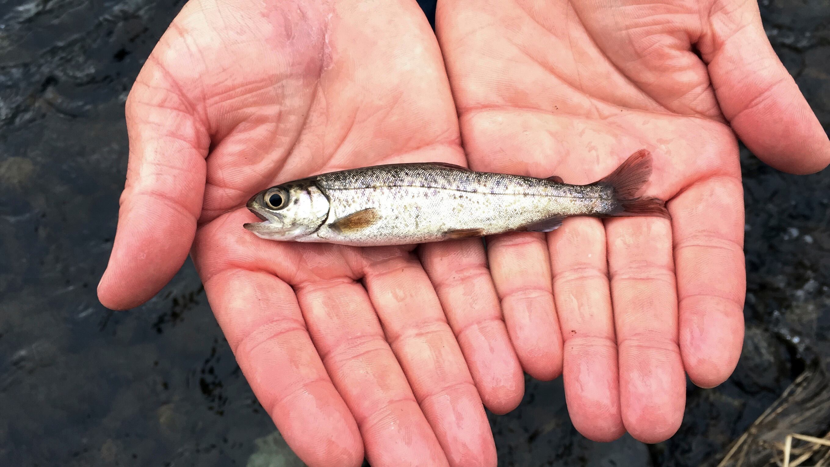 FILE: A juvenile coho salmon is held by a fish biologist at the Lostine River, March 9, 2017, in Lostine, Ore. The number of fish on the government's overfishing list sunk to a new low in 2023, a sign of healthy U.S. fisheries, federal officials said.