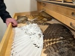 Bird wings inside a drawer