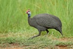 A guinea fowl is seen in January 2020 in Johannesburg, South Africa. Prior to the arrival of meleagris gallopavo, the African guinea fowl was the bird that Europeans called a "turkey."