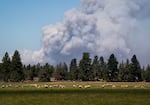 Sheep graze as massive plumes of smoke rise from the Akawa Butte Fire, burning just north of Sisters, Ore., on July 25, 2026.