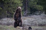 FILE - This photo provided by Grand Teton National Park shows Grizzly bear No. 399 and her one-year-old cub after emerging from hibernation, May 16, 2023.