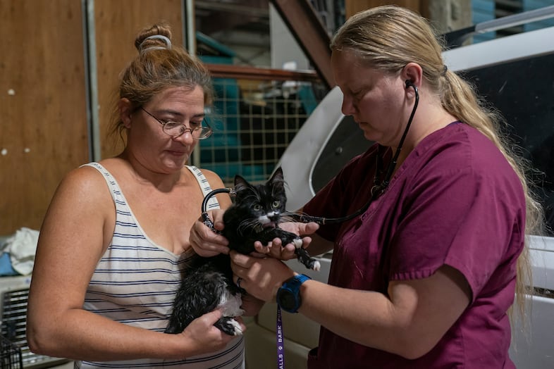 One person hands a kitten to another person.
